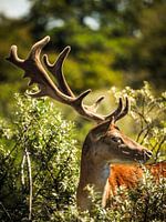 Fallow deer