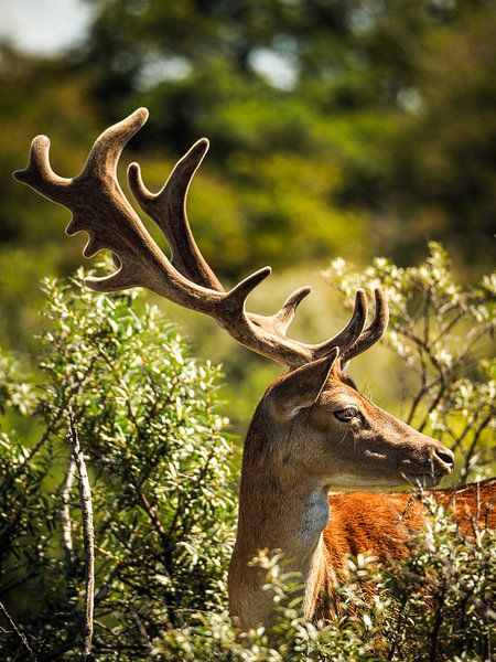 Fallow deer by Kayleigh Heppener