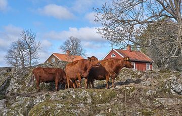 zweeds ras rode koeien van Geertjan Plooijer