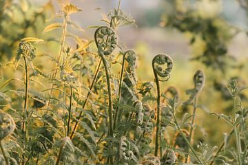 Fougères printanières d'un vert éclatant sur Imladris Images