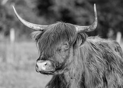 Schotse Hooglander Portret Zwart Wit
