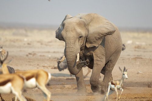An African savannah elephant in action