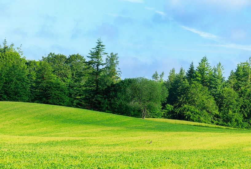 Rold Skov (Denmark) by Marcel Kerdijk