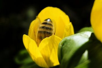 Bijen in een lentebloem van Toni Stauche