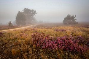 Zonsopkomst op de Strabrechtse Heide van Rob Boon