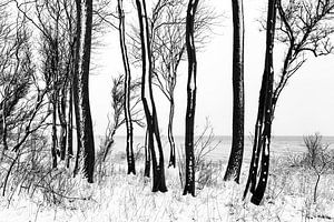 Bäume, Schnee und Meer