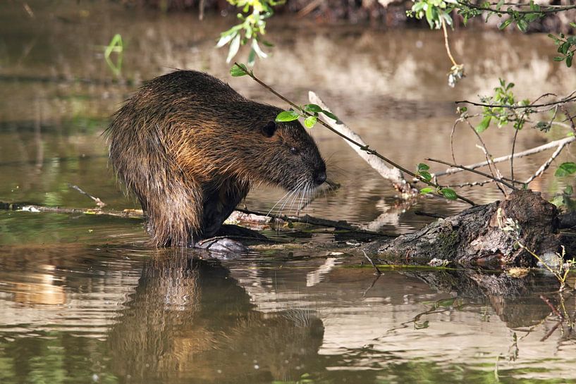 Nutria (Myocastor coypus) by Dirk Rüter