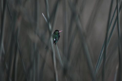 The hummingbird