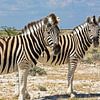 Zwei Zebras - Neugier im Duett von WeltReisender Magazin