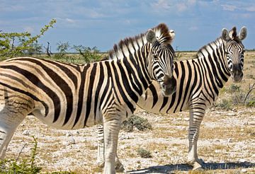 Twee zebra's - nieuwsgierigheid in duet van Ingo Paszkowsky