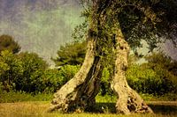 old olive tree divided in two