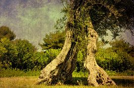 old olive tree divided in two by Rosina Schneider