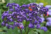 Bloemen