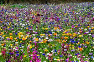 Ein fröhliches Blumenfeld von Hannie Kassenaar
