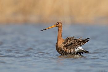 Black-tailed godwit