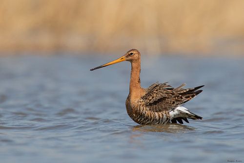 Black-tailed godwit