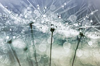 Blowball Bokeh Boogie.... (II) (pluis, lente, druppel)