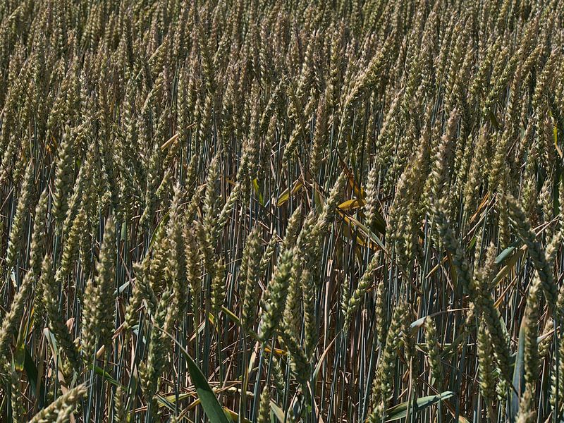 Wheatfield by Timon Schneider