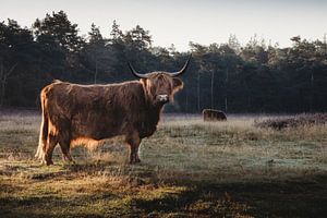 Schottische Highlander auf der purpurnen Heide im Morgenlicht