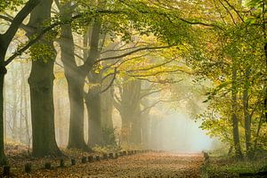 Zonnestralen bij ochtendmist langs bospad. Herfst van Frans Lemmens