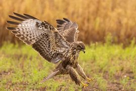 Mäusebussard (Buteo buteo)