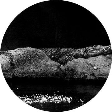 alligator /krokodil zwart wit van Daphne Brouwer