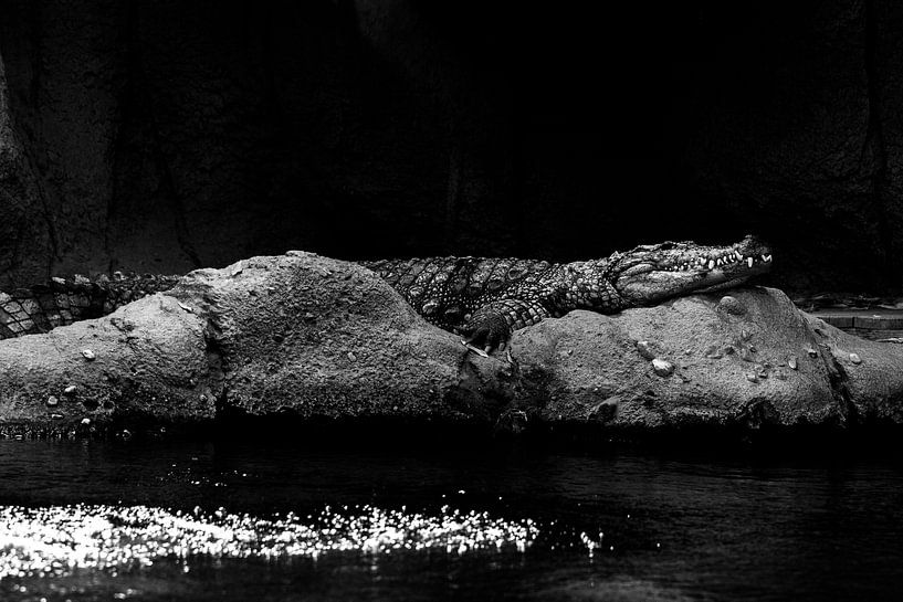 Krokodil von Daphne Brouwer