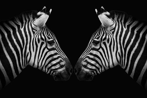 Zebra twins in zwart-wit