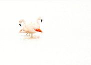 Flamingo von Incanto Images Miniaturansicht