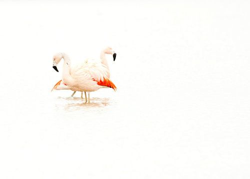 Flamant rose