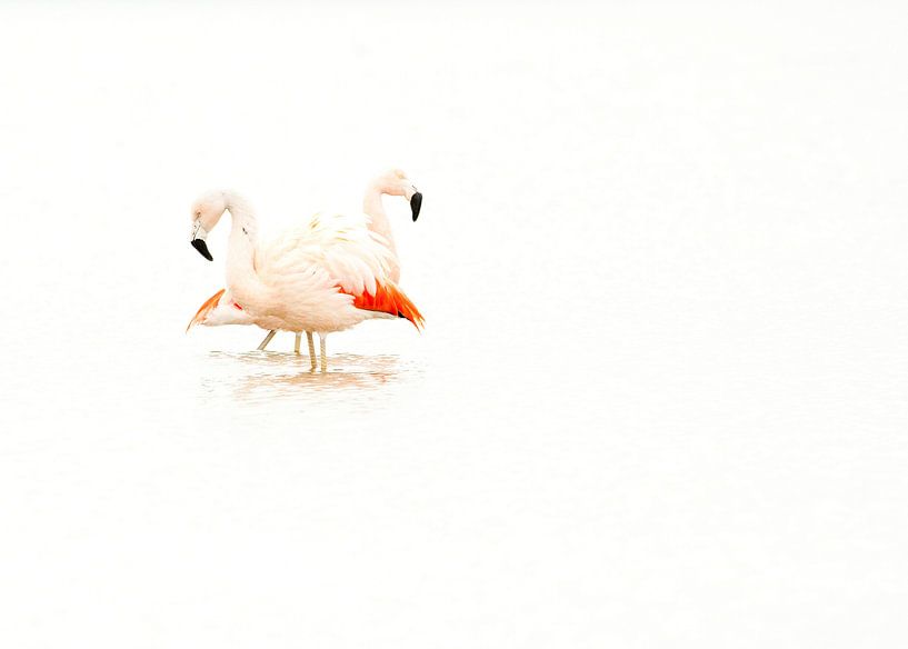 Flamingo von Incanto Images