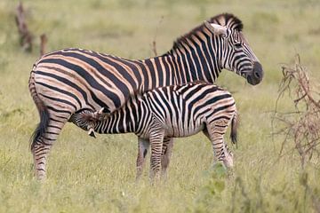 Afrikaanse Zebra's van Dennis Eckert