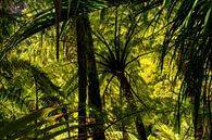 Bos met varens en palmbomen aan de westkust van Nieuw Zeeland van Paul van Putten thumbnail