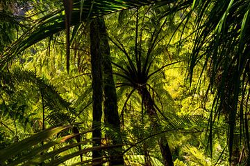 Forêt avec fougères et palmiers sur la côte ouest de la Nouvelle-Zélande sur Paul van Putten