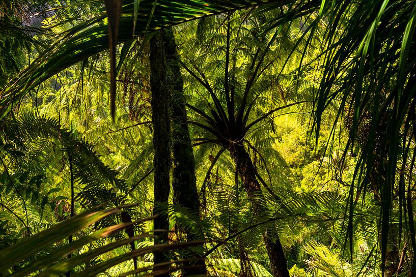 Bos met varens en palmbomen aan de westkust van Nieuw Zeeland van Paul van Putten