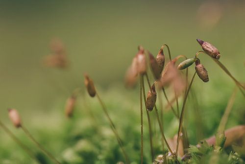 Klein Mos in een donker bos. 