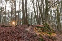Waterig zonnetje in het bos