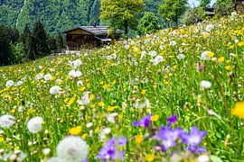 Le printemps dans la vallée de Dietersbach sur Walter G. Allgöwer