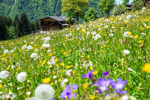Le printemps dans la vallée de Dietersbach sur Walter G. Allgöwer