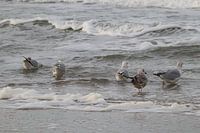 Discussions sur la mer