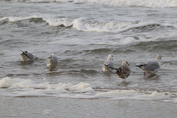 Gespräche über das Meer