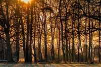 Sunrise Buurserzand
