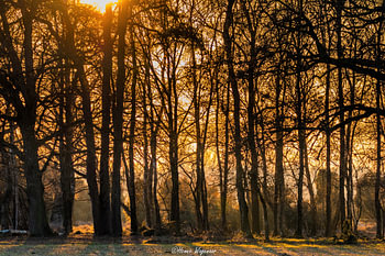 Sunrise Buurserzand