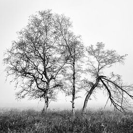 Birch trees in the fog by Peter Bolman