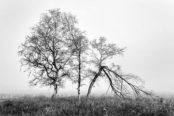 Berkebomen in de mist