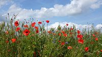 Poppies