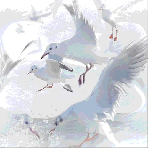 Birds: Seagulls hunting and diving