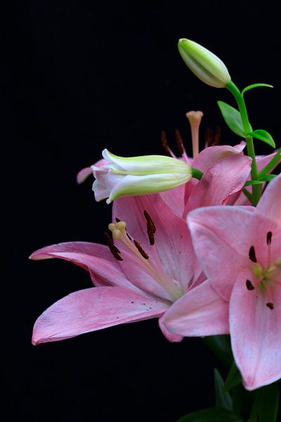 Lilien von Thomas Jäger