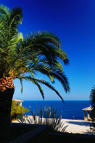 Palmera devant la mer