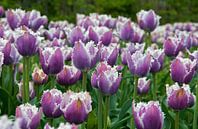 pink tulips by ChrisWillemsen thumbnail